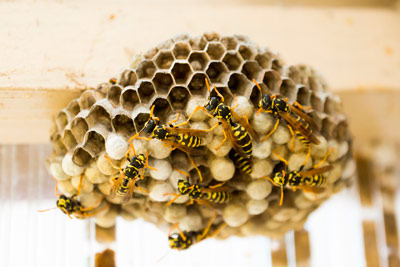Bee & Wasp Control