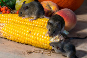 seasonal pest control, Rodent Control