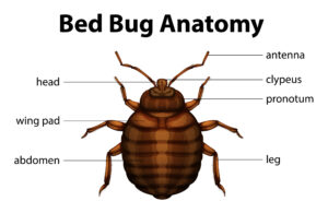 bed bug control mcallen tx, cpl pest control, bed bug anatomy, how to identify bed bug