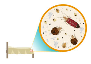 signs you have bed bugs, cpl pest control